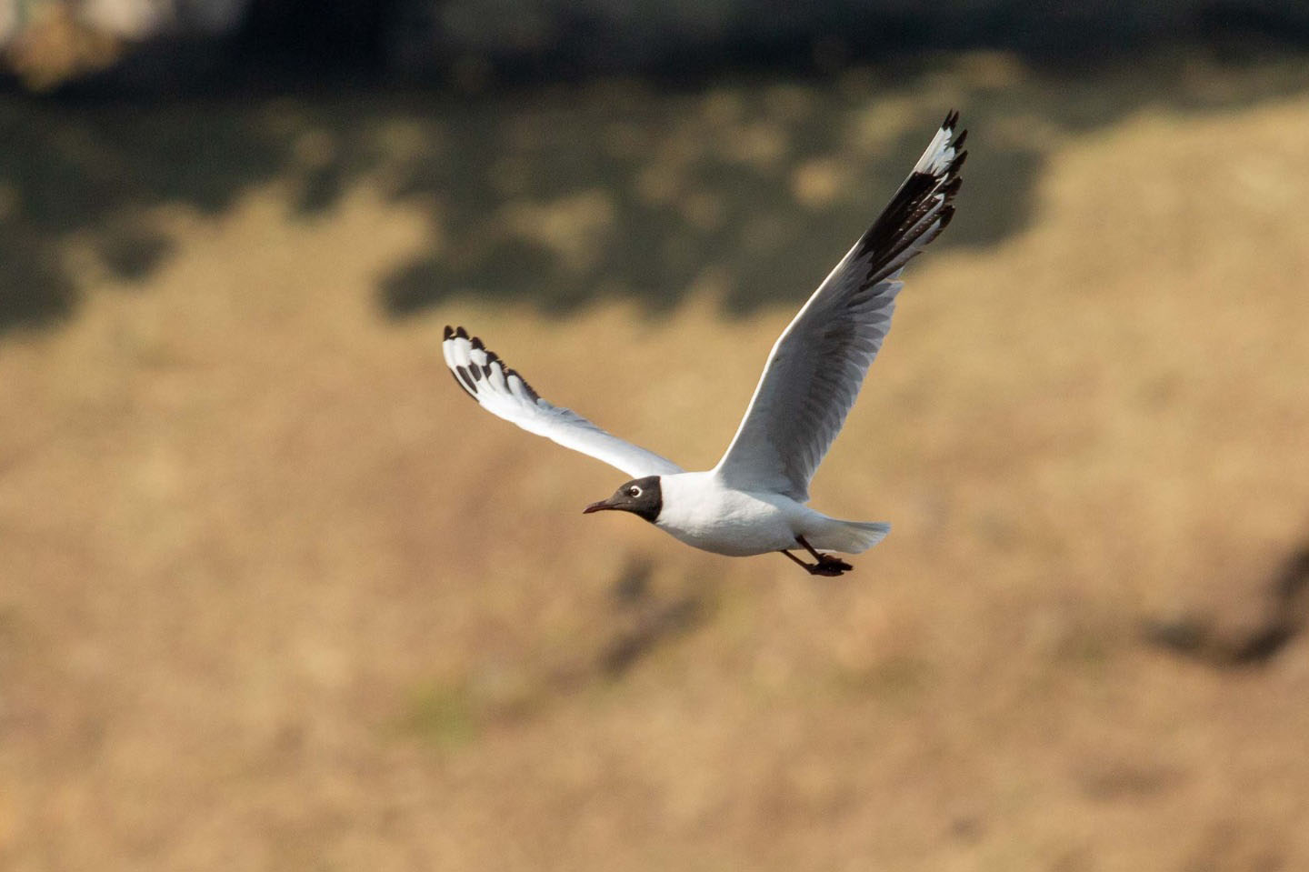 EN EL DÍA MUNDIAL DE LAS AVES MIGRATORIAS LA EEQ SE UNE AL GLOBAL BIRD DAY